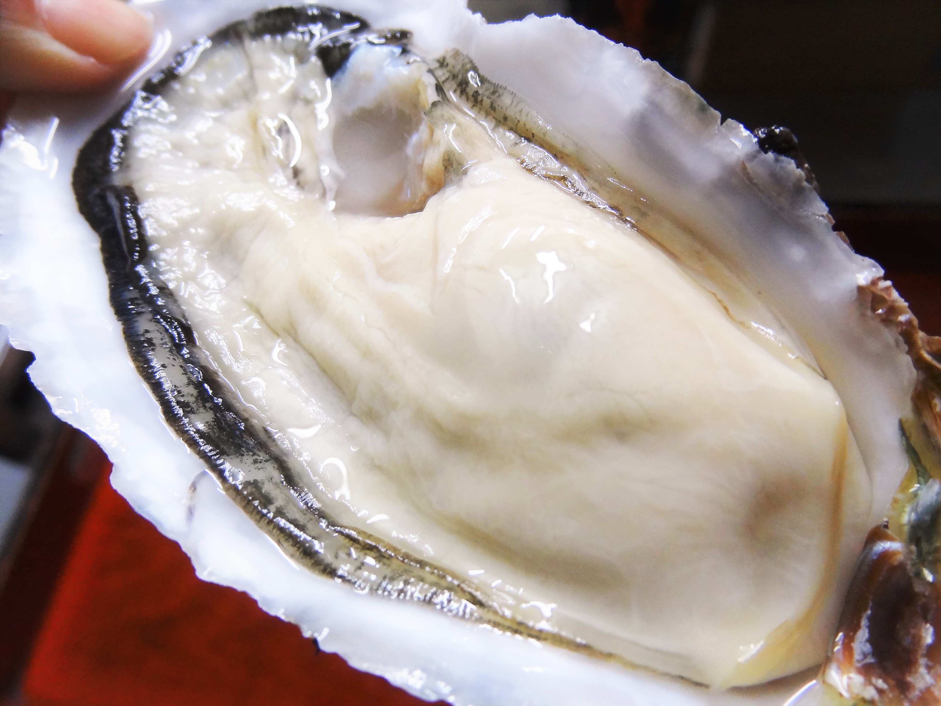 答志島の牡蠣ももこまちの生かき