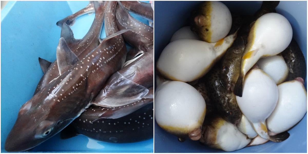 答志島でとれる食材：ホシザメ、モフグ