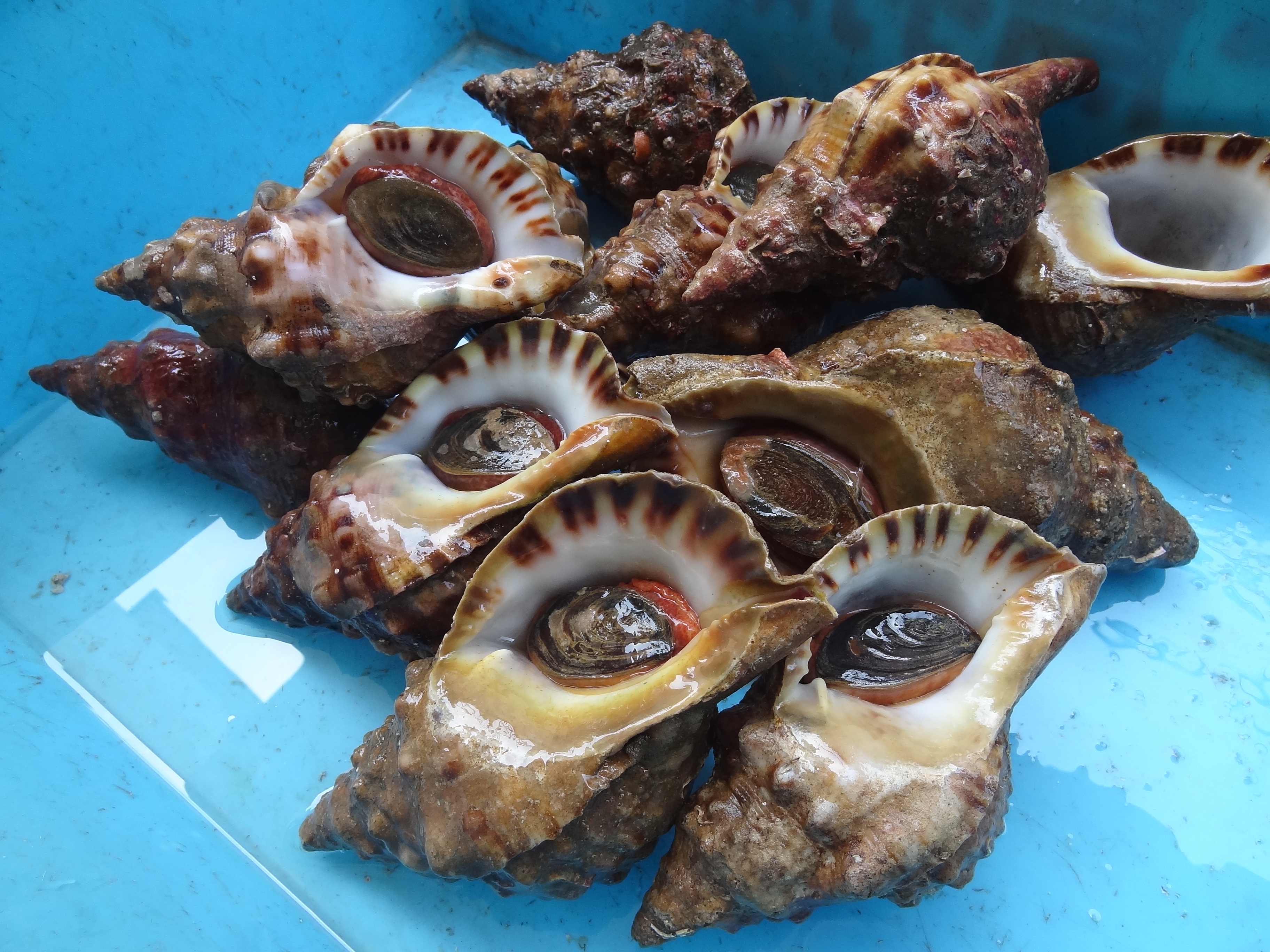答志島でとれる食材：ホーラ貝